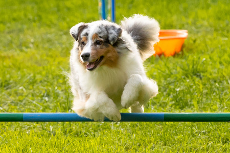 Pasji športni dan_6. 8. 2025 (24)